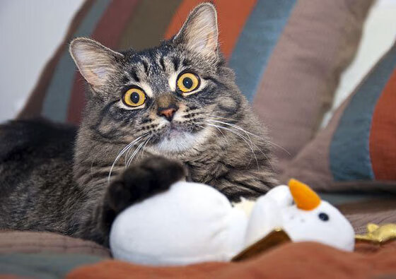 九游下载中心-体育赛事观众服务提升，体育赛事服务流程